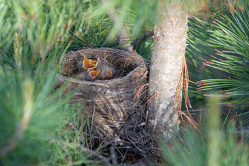 Yellow-throated thrush chicks in a nest in a tree. open their beak and ask for food