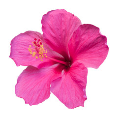 Close-up of a beautiful pink hibiscus flower isolated on white background.