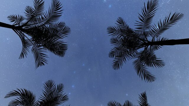 Alley with palm trees at night, low angle view, a sky full of stars, 4K