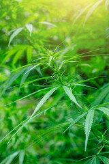 marijuana leaf background wallpaper, cannabis hemp leaf outdoors