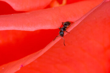Macro of an ant on a red rose petal