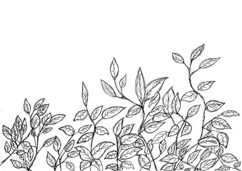  Hand drawing of Leaves and branch with black ink