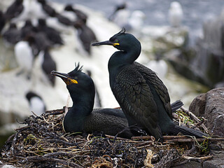 Shags (Phalacrocorax aristotelis) on their nest at Farne Islands, Northumberland