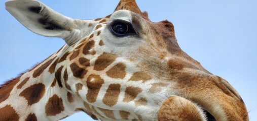 Giraffe 1