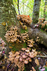 Spectacular mushrooms in colorful autumn forest in Mont-Tremblant national park-Canada.Funeral Bell (Galerina marginata) Mushrom
