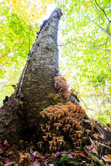 Obraz premium Spectacular mushrooms in colorful autumn forest in Mont-Tremblant national park-Canada.Funeral Bell (Galerina marginata) Mushrom