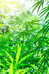 marijuana leaf background wallpaper, cannabis hemp leaf outdoors