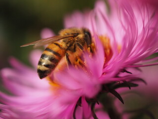 Pszczoła na kwiatku aster