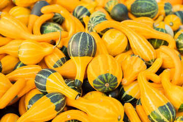 Pumpkin farm in Illinois. Decorative pumpkin