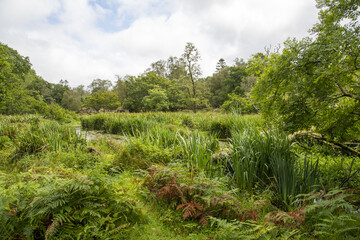Fototapeta na wymiar swamp marsh forest path
