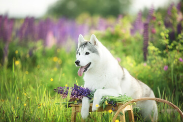 happy grey and white dog breed siberian husky standing on the stool in lupin flowers field