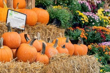 Autumn decoration with pumpkins and autumn flowers on the farm. Sales of pumpkins 