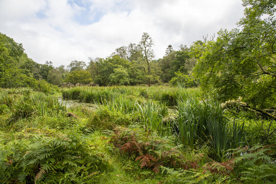 swamp marsh forest path