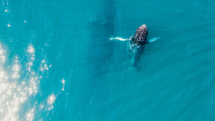 Fototapeta na wymiar whale swim in ocean mother and his child