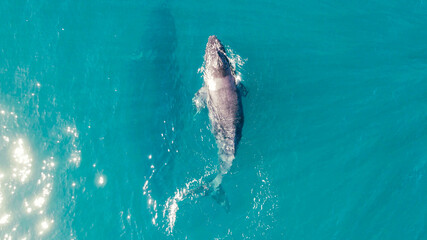 Naklejka premium whale swim in ocean mother and his child