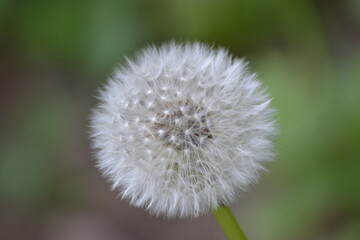 Pusteblume