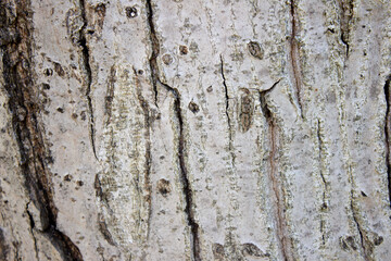 Background texture of tree bark. The trunk of an old walnut. Bark on a walnut tree.