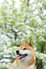 Funny red shiba inu dog posing against the background of branches of blooming apple tree