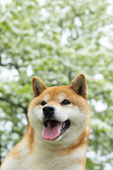 Naklejka na ściany i meble Funny red shiba inu dog posing against the background of branches of blooming apple tree