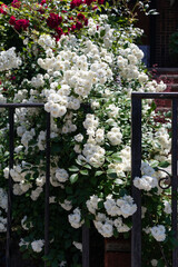 White Roses along a Fence in a Home Garden in Astoria Queens New York