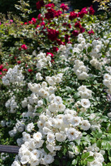 Obraz premium Many Beautiful White and Red Roses in a Home Garden in Astoria Queens New York