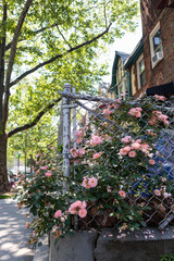 Fototapety na wymiar - Fototapeta24.pl