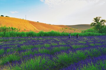 Fototapeta na wymiar Tuscan landscape of the Pisan hills in Italy with lavender fields