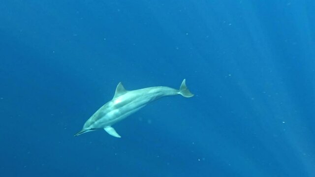 Family of beautiful dolphins swimming freely in the ocean -Underwater