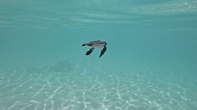 Baby turtle swimming right underneath the waves -Underwater