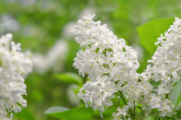 White branch of lilac on a background of lush green foliage
