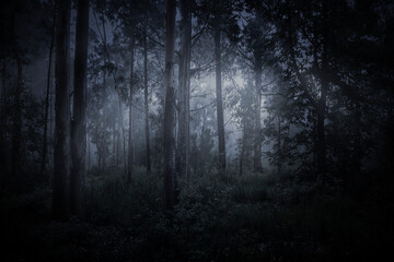 Magic foggy forest