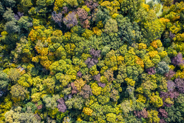 Aerial view to autumn forest, natural colorful background