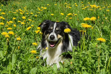 border collie is lying in dandelious. He is so cute dog.