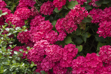 Pink Hydrangea Flower 