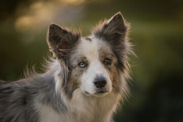 Portrait of border collie with amazing background. Amazing autumn atmosphere in Prague.