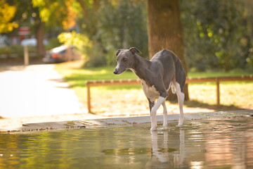 Dog whippet is standing in water. Nice dog in autumn nature.