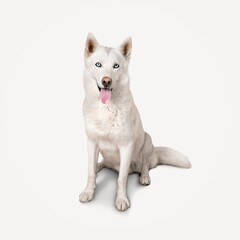 Sitting cute domestic Dog panting, looks happy