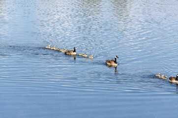 family ducks swim on the water on a lake in Bryce Canyon National Park in united states