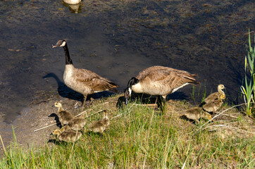 family ducks swim on the water on a lake in Bryce Canyon National Park in united states