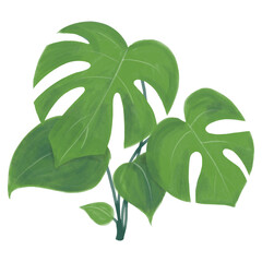 Watercolor painting of philodendron monstera plant.