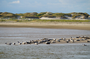 seals resting on the scenic sandy coast of the North Sea in Germany