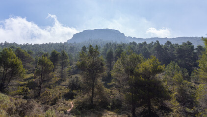 Mountainous landscape with pine forests on a sunny day with a bit of fog.
