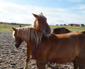beautiful Palomino horses dozing on the green meadow on the shores of Baltrum Island in the North...