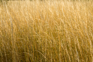 Yellow autumn grass in the field, golden landscape