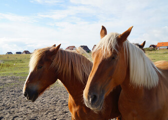 drowsy Palomino horses dozing on the green meadow on the shores of Baltrum Island in the North Sea...