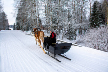 Woman and horse with sleigh