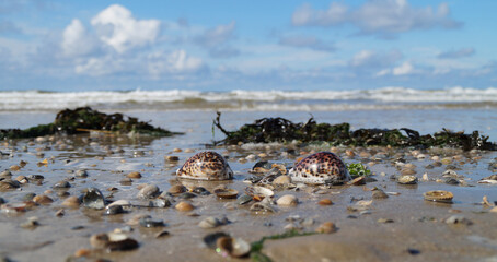 beautiful sea coast with Tiger Cowrie seashells	
