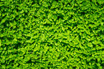 Top view of green leaves, Idea Ideas for Green Backgrounds, Backyard for background, Dark vision concept, Green leaves background.