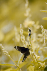 butterfly on a flower