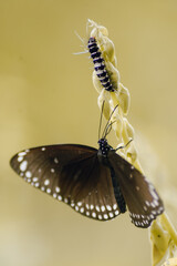 butterfly on a flower